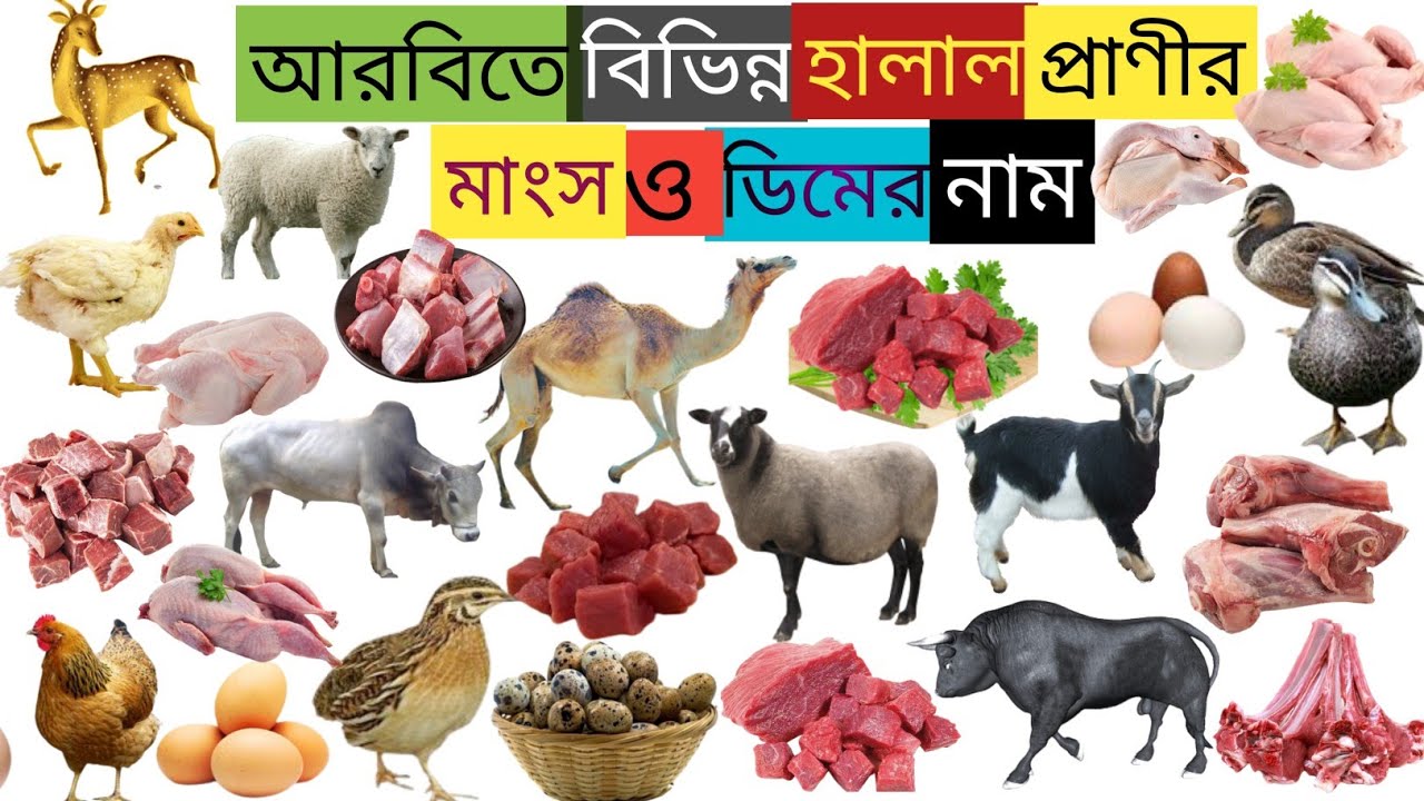 আরবিতে বিভিন্ন মাংসের নাম | Meat names in arabic | আরবি ভাষা শিক্ষা | Learn Arabic language.