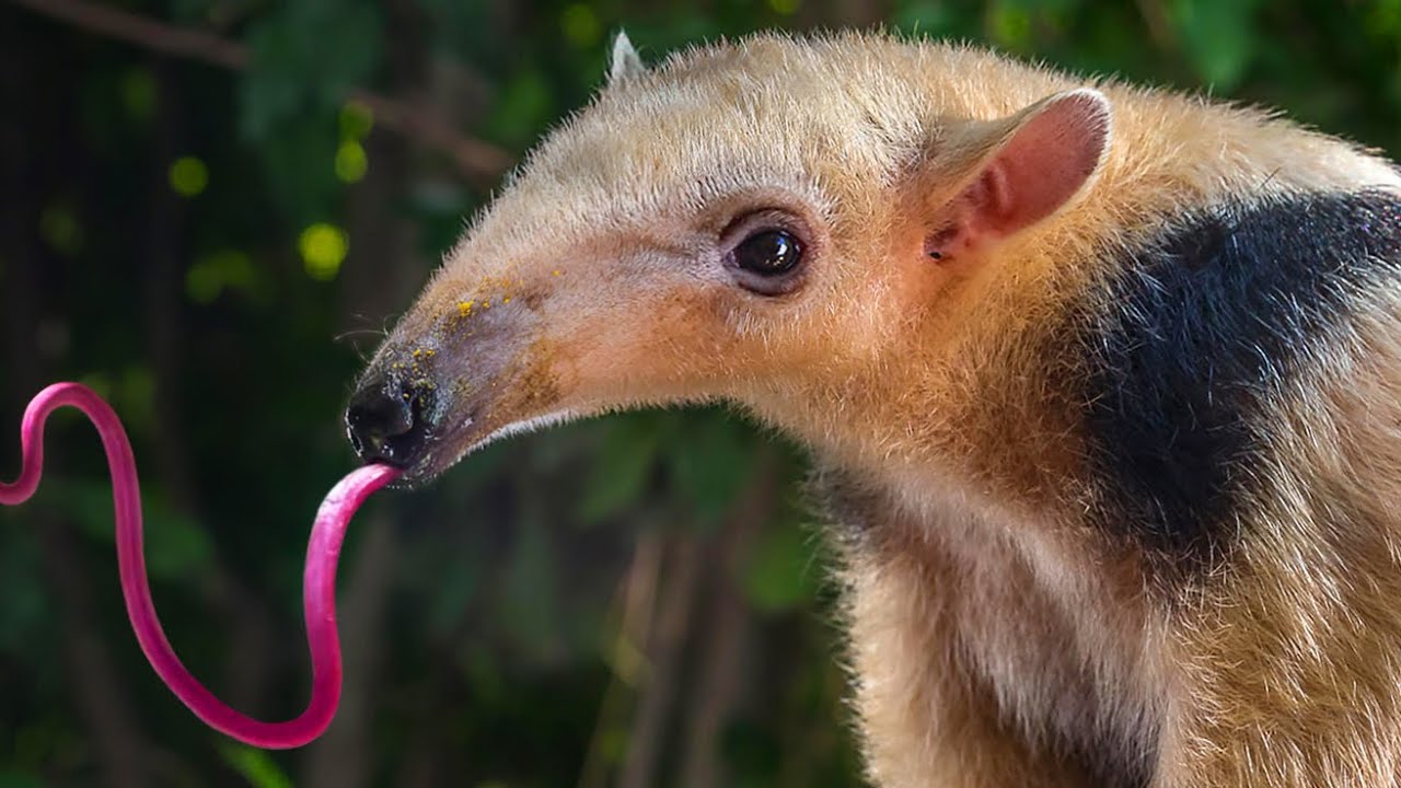 The Cutest Ant Eater In The World | Tamandua