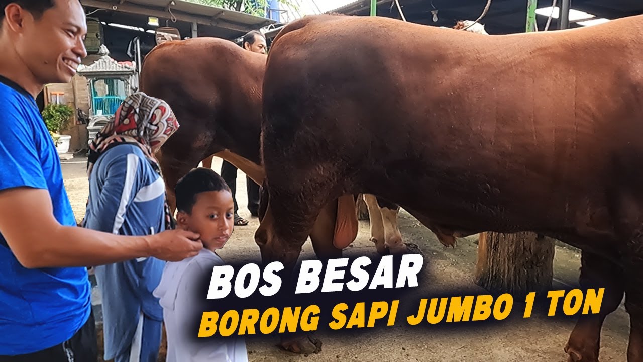 Bos Besar Borong Sapi Qurban Jumbo 1 ton Langsung Deal