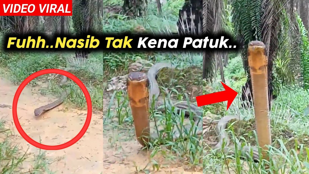 Nyaris Dipatuk Tedung Selar, Nasib Lelaki Ni Perasan