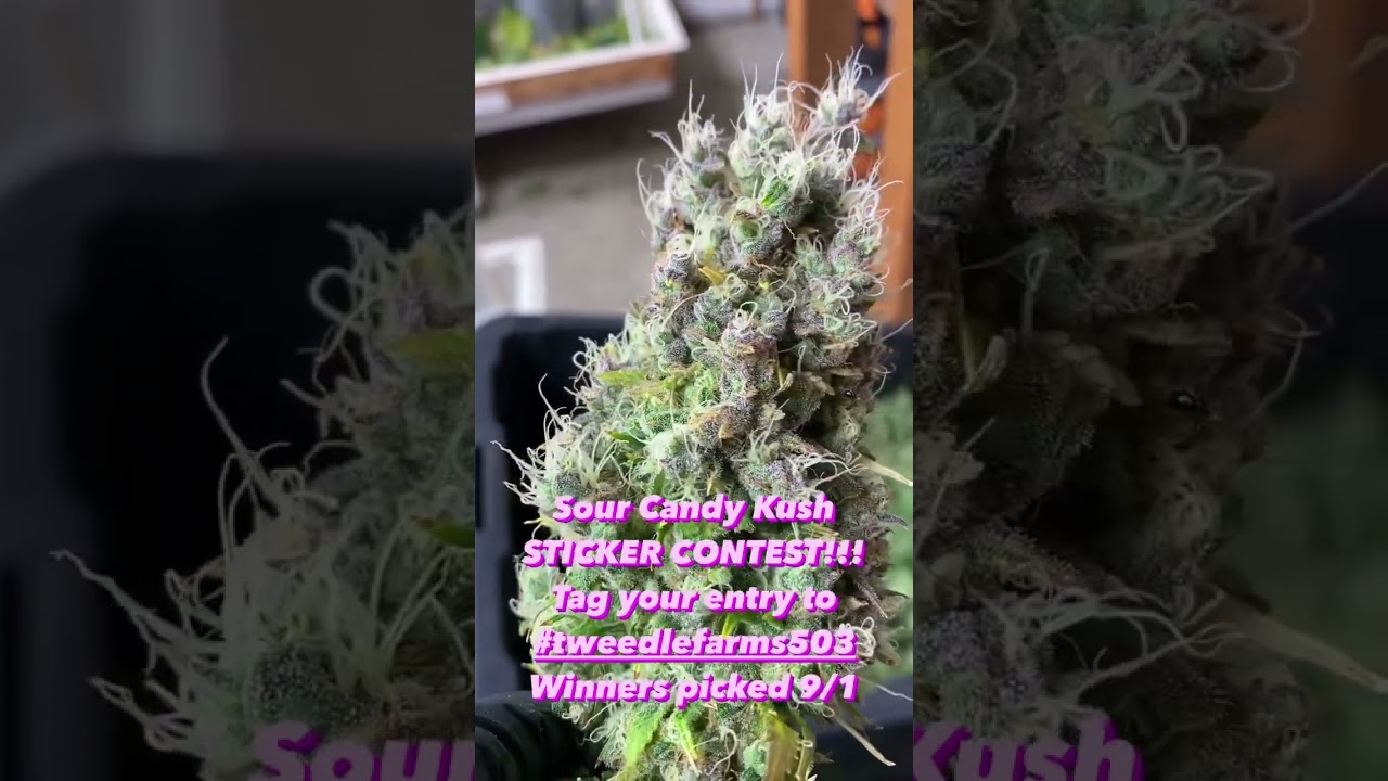 Sticker contest for our new Sour Candy Kush! Enter and tag #tweedlefarms503 Winners announced 9/1/22