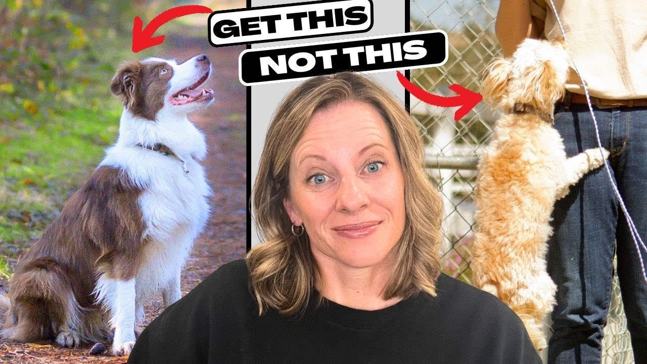 🛑 STOP Your Dog From Jumping! Everything You Need to Know!