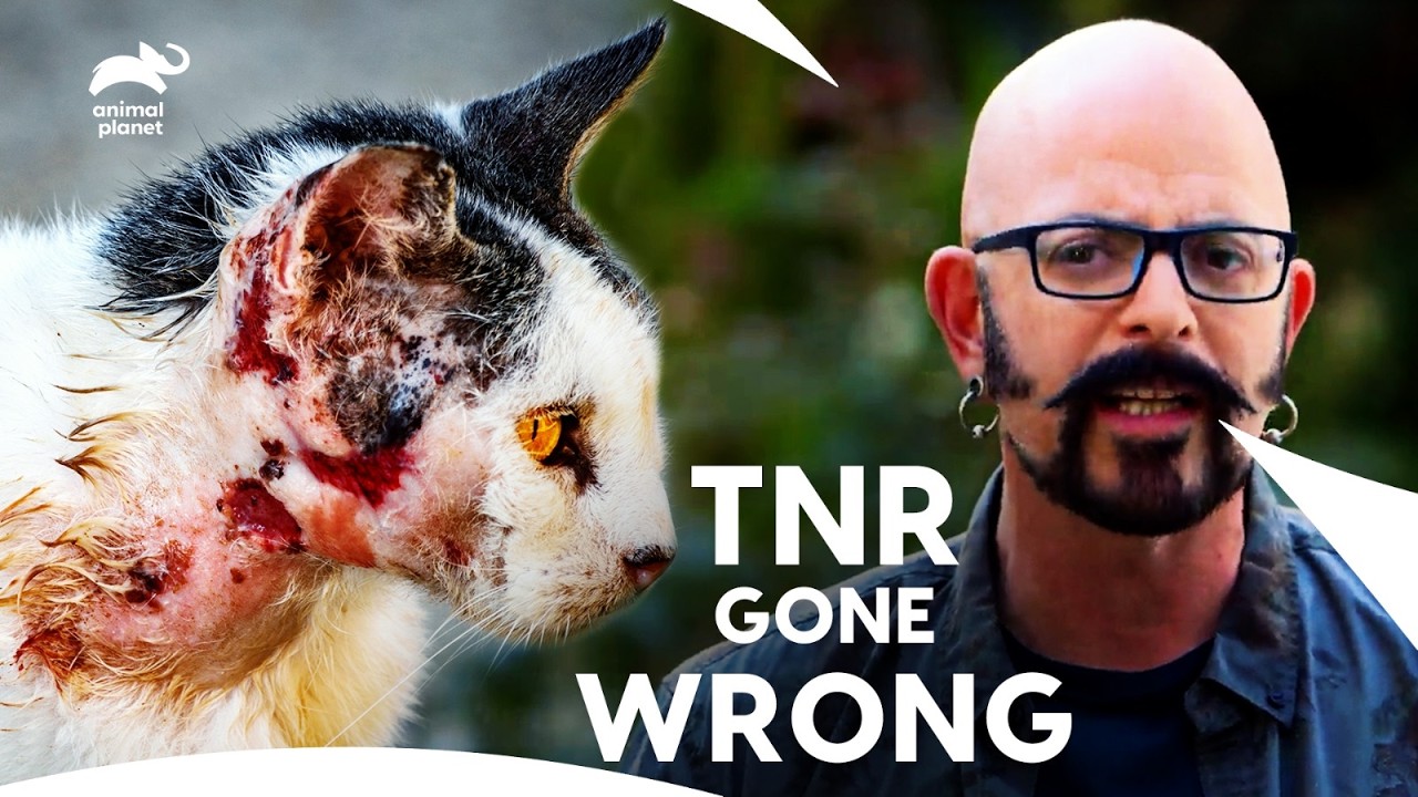 Feral Cat: Jackson Galaxy Uncovering Hidden World of Feral Cats | My Cat From Hell | Animal Planet