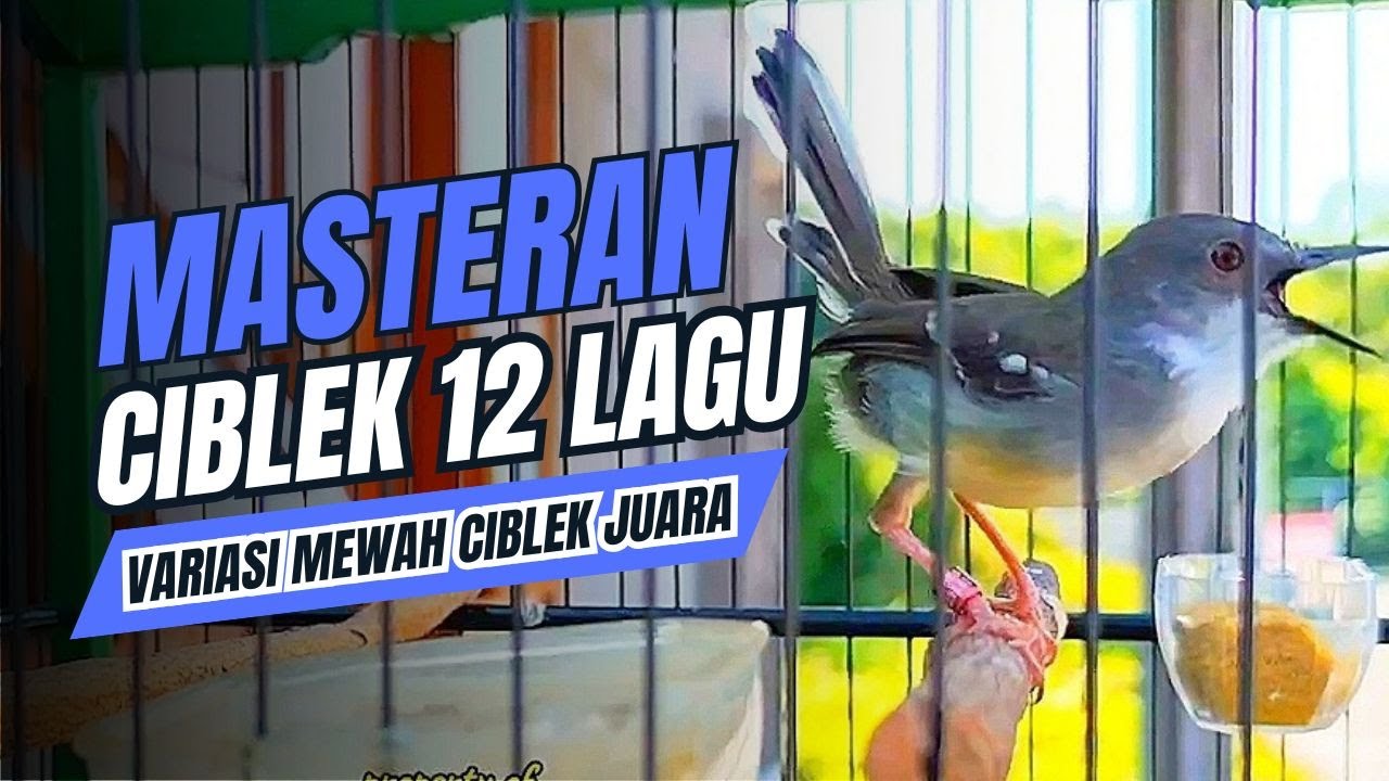 CIBLEK KRISTAL Gacor Ngebren 10 Variasi Mewah Untuk MASTERAN BURUNG Ciblek Semi dan Pancingan CIBLEK