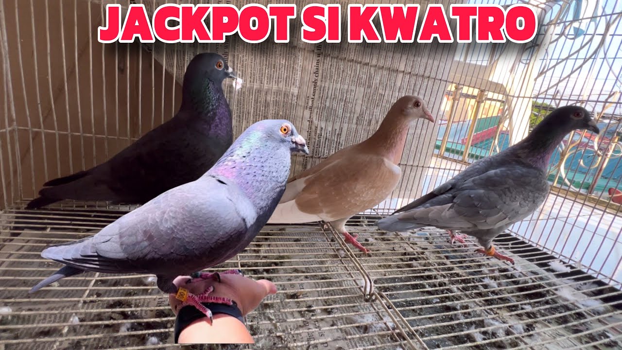 EP796 - JACKPOT SI KWATRO!