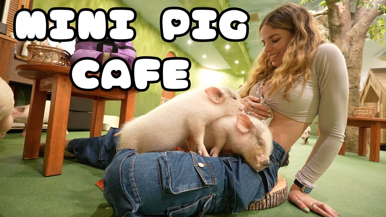 I WENT TO A MINI PIG CAFE IN TOKYO JAPAN