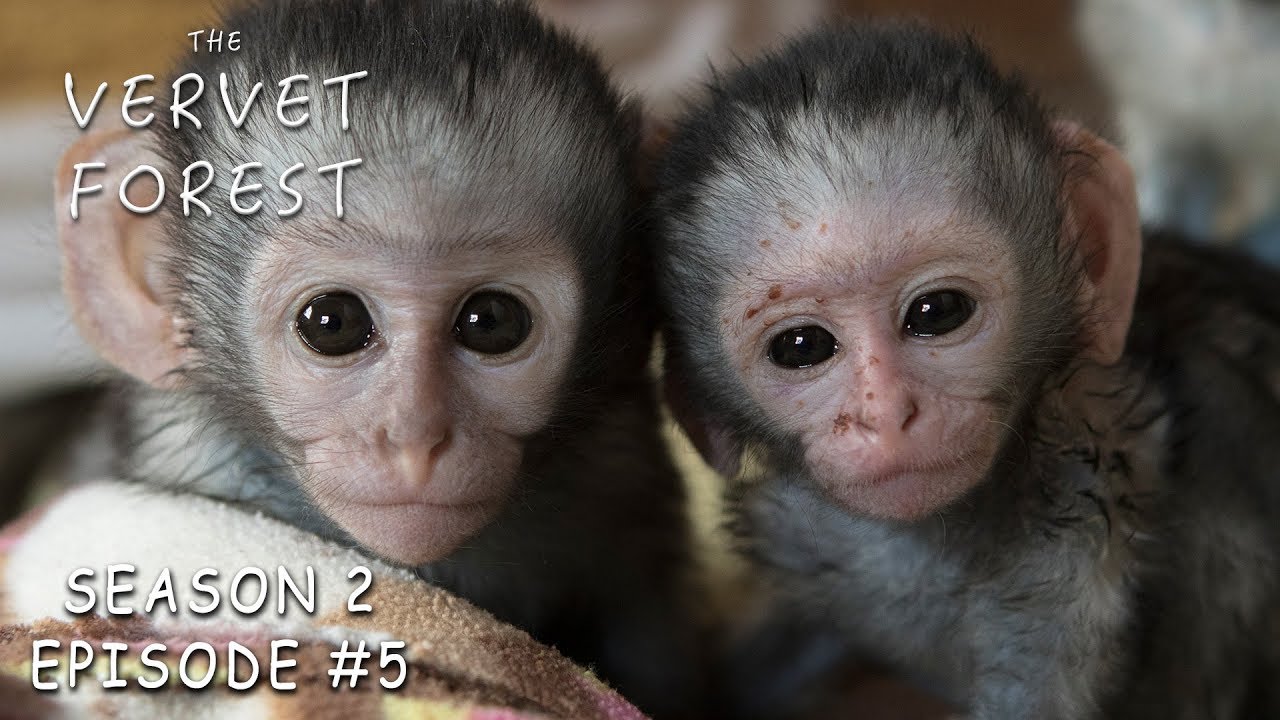 Three Orphan Baby Vervet Monkeys Are Rescued - Vervet Forest - S2 Ep.5