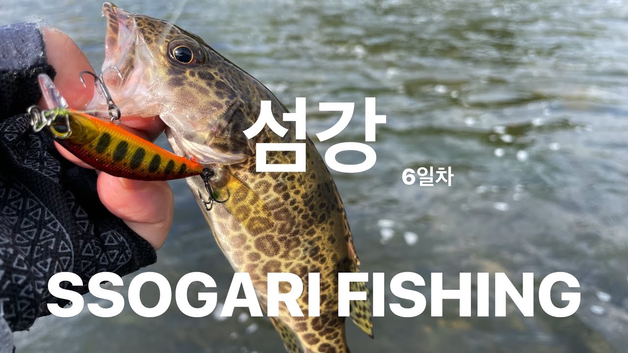 [4K] 섬강에 쏘가리 낚시 갔다가 거대한 몬스터들을 만났습니다. 6일차 쏘가리 낚시 FISHINGSSOGARI