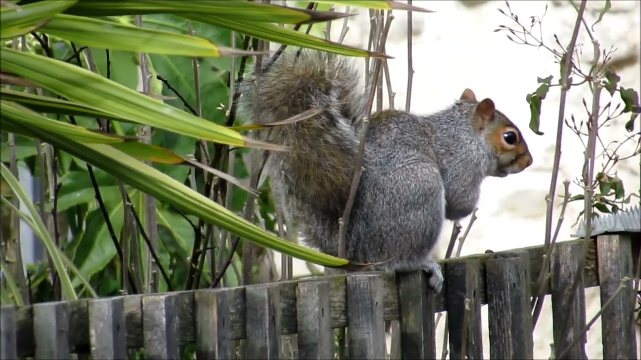 Squirrel in the Quarry 10th Feb 2026