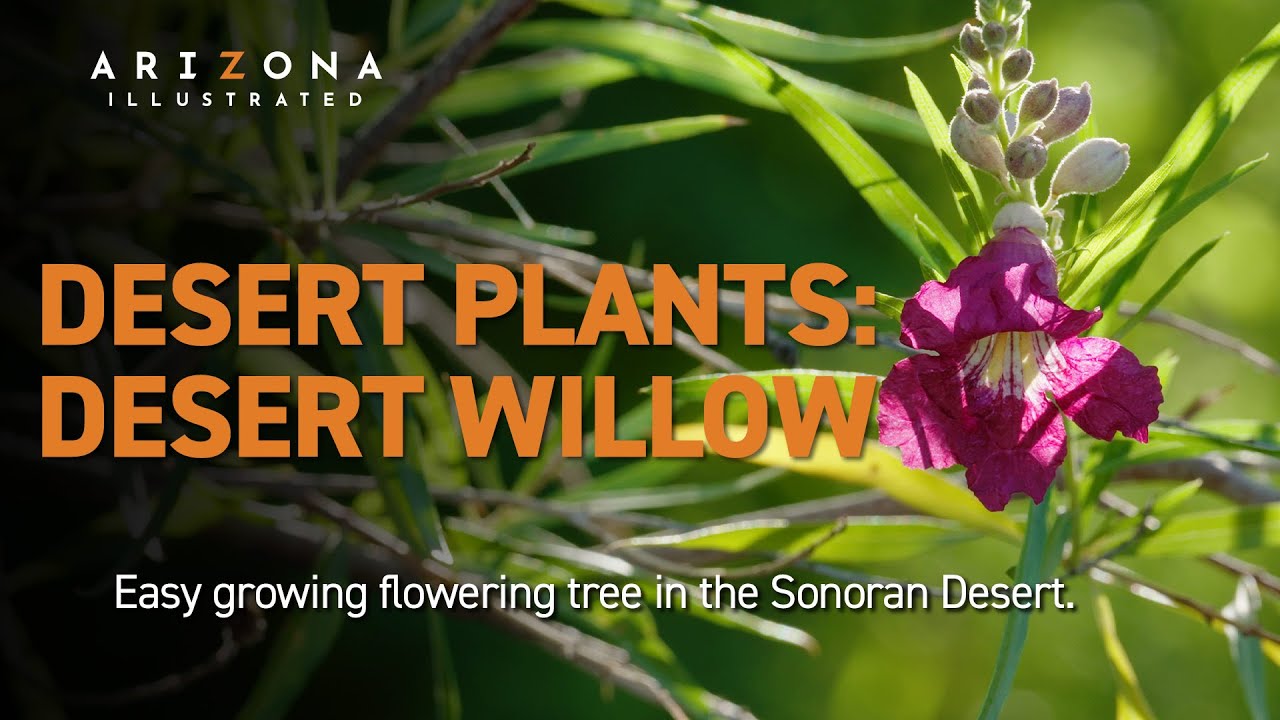 The Easy Growing Desert Willow