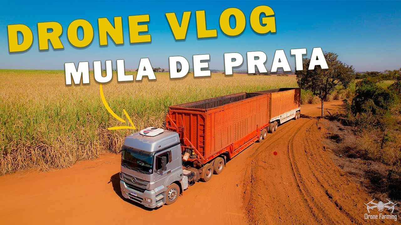 DRONE VLOG CANAVIEIRO, FILMEI INÍCIO DE ACEIRO