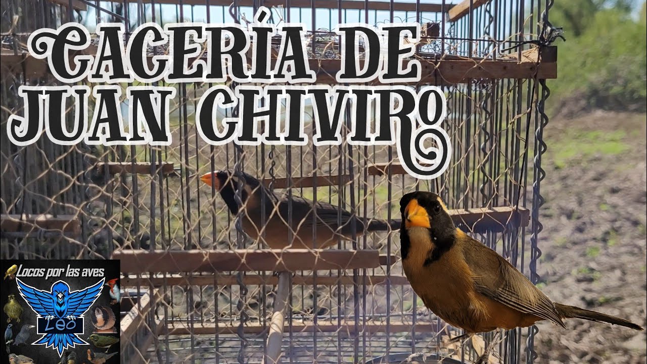 Cacería de juan chiviro con el nuevo!!