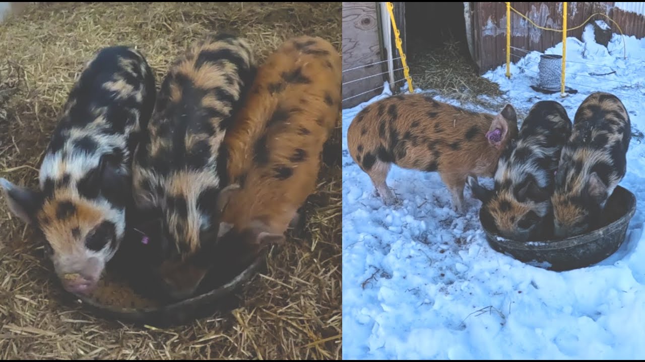 Picking Up 3 New Piglets!