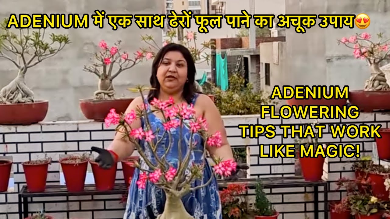 ADENIUM / DESERT ROSE में फूलों की बहार कैसे लाएं? ये Tips अपनाएं तुरंत फर्क दिखेगा! | FUN GARDENING