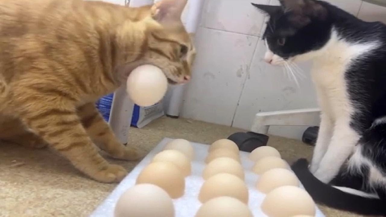 You Laugh, You Lose! 🤩 Funny Cat Videos 2026 😉 #funnydogs #funnycats #animals