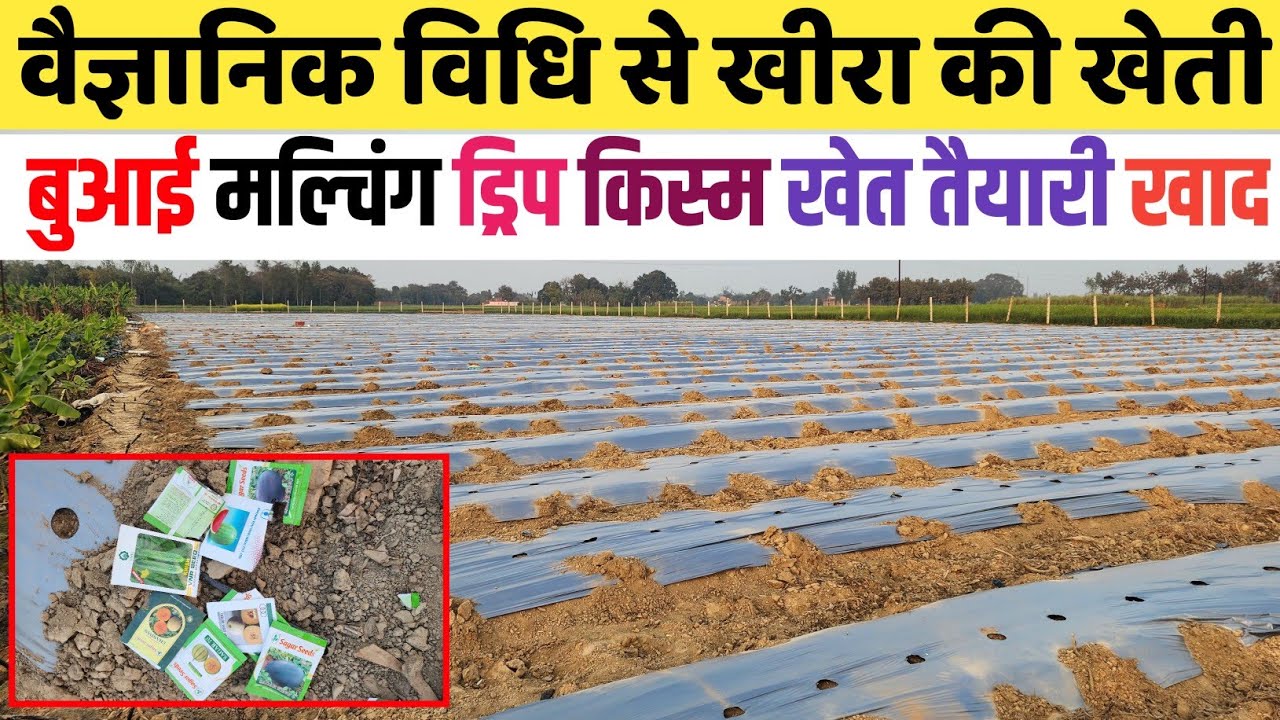 वैज्ञानिक विधि से खीरा की खेती Kheera ki kheti kaise kare / Best Way to grow Cucumber from Seed