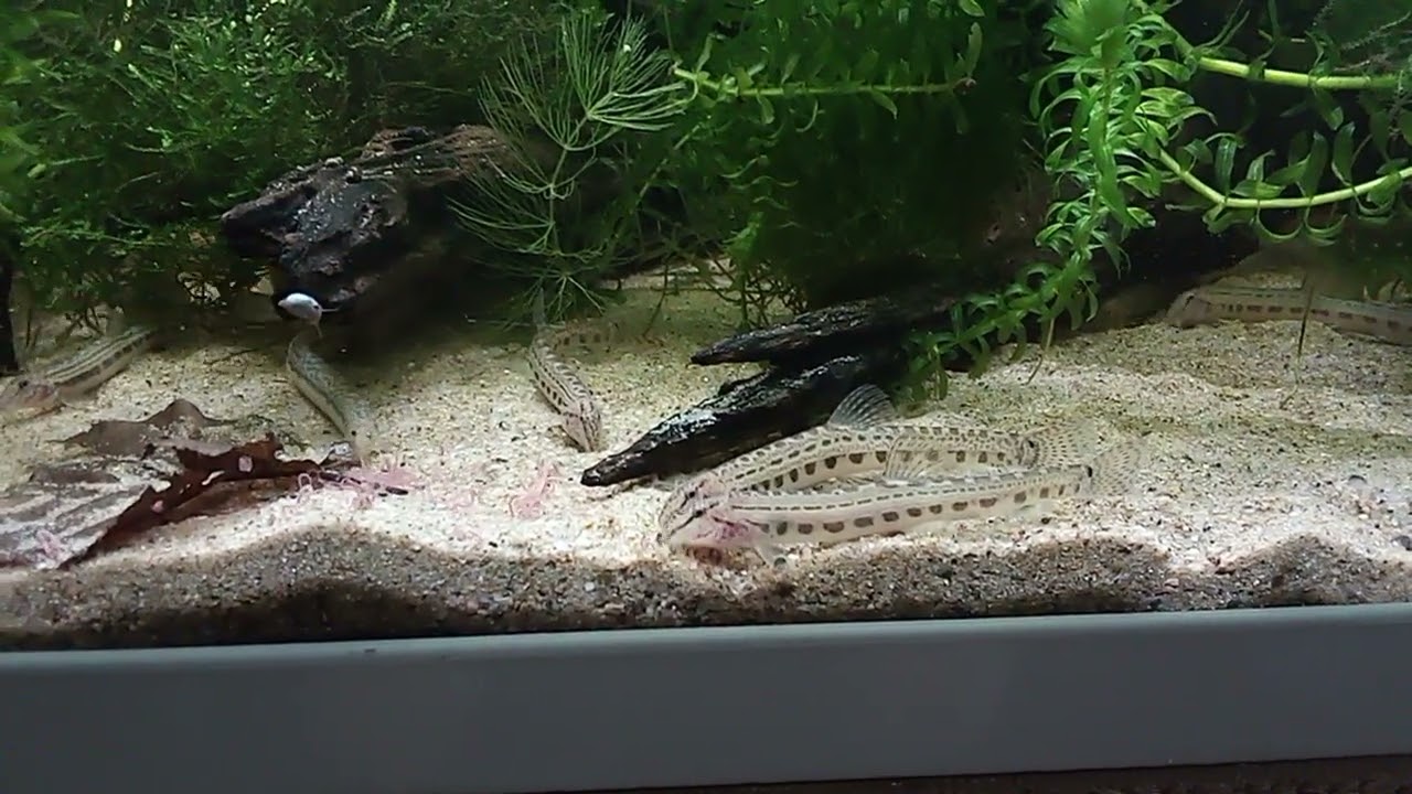 Cobitis taenia
