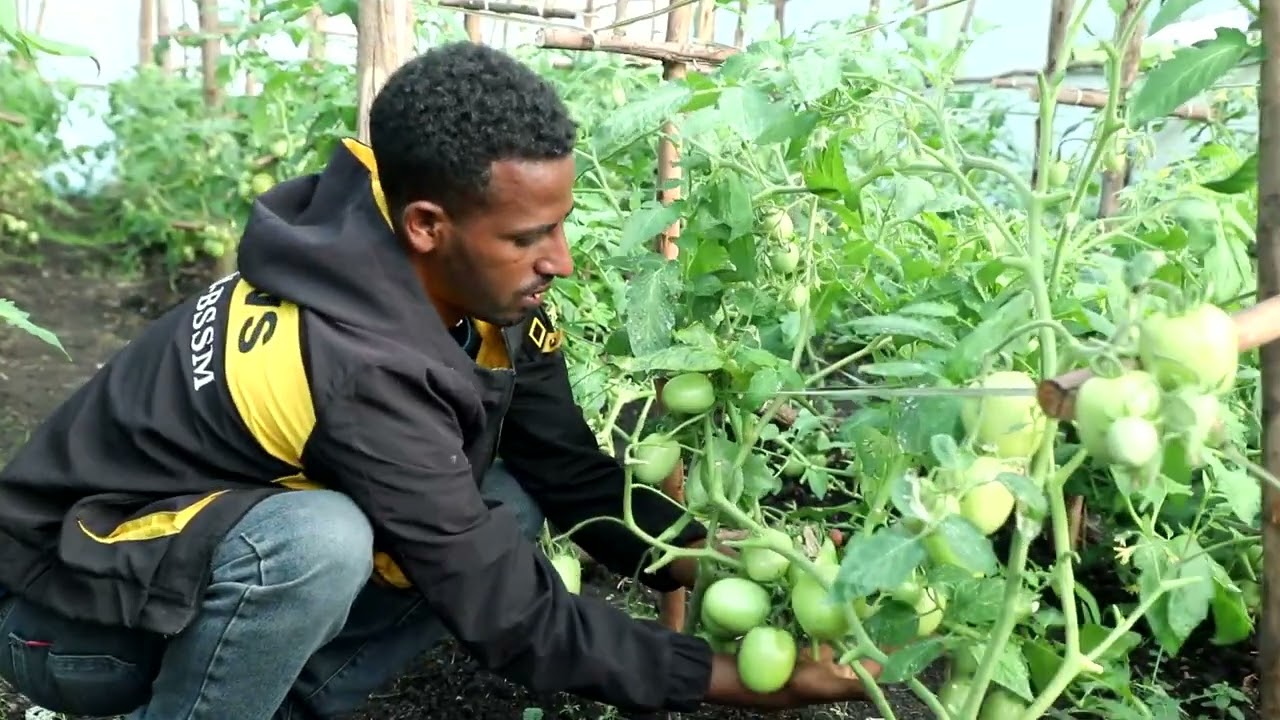 በአትክልት እና ፍራፍሬ የተሰማሩ አርሶ አደሮች ውጤታማ መሆናቸውን ተናገሩ