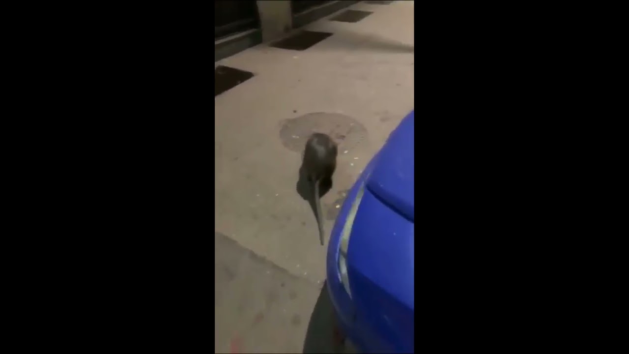 BIGGEST RAT FOUND IN NYC✔️