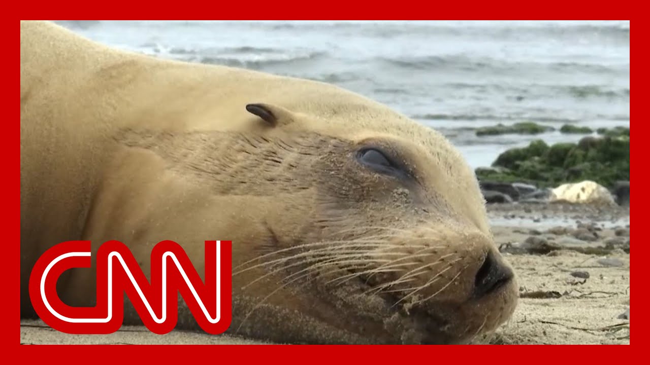 ‘The ocean coughing up death’: This toxic algae bloom is killing sea life in record numbers
