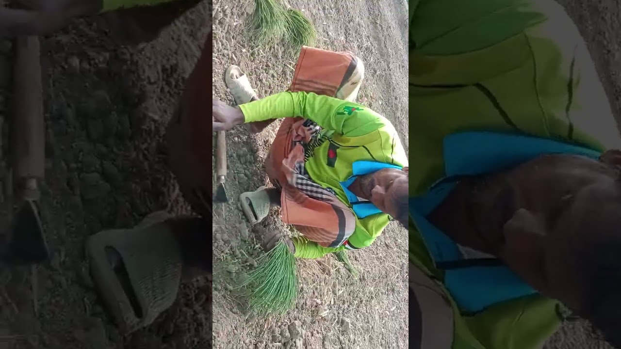 চলছে মৌসম পেঁয়াজ লাগানো অনেক আনন্দ