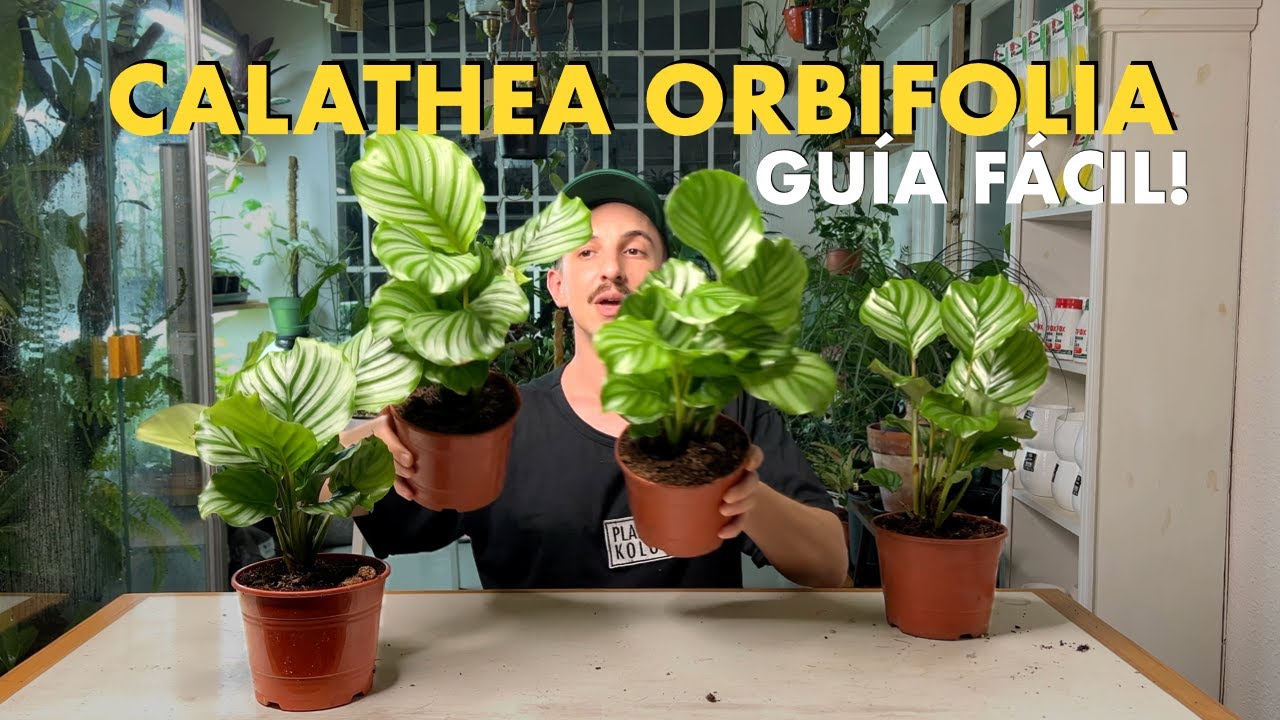 Todos los secretos para cuidar la Calathea orbifolia con éxito!