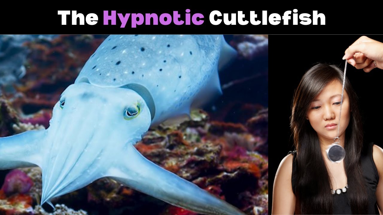 Cuttlefish: The Hypnotic Assassins