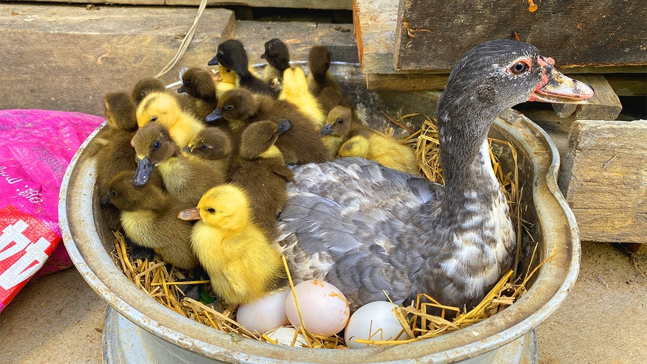 Amazing Pekin 30Duckling Hatching Eggs With a Muscovy Duck Mom _ Nee Baby Duck Born / Farmer KH