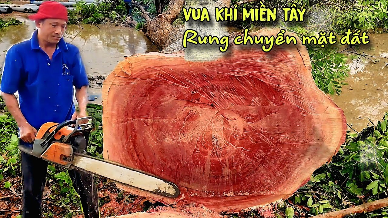 Chấn động Cái Bè! Vua Khỉ Cưa Cây Xà Cừ Siêu Khủng Làm Rung Chuyển Mặt Đất Xe Cẩu Kéo Muốn Không Nổi