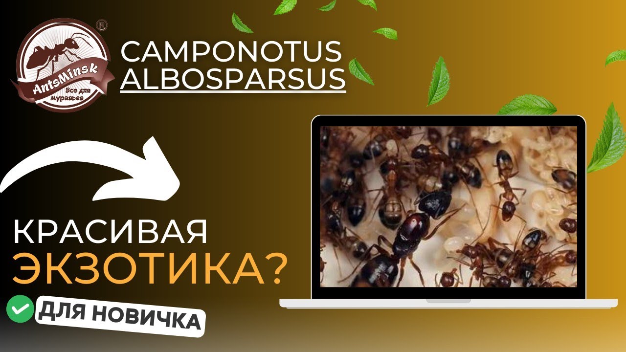 СОДЕРЖАНИЕ CAMPONOTUS ALBOSPARSUS #муравьи #муравьинаяферма #Antsminsk