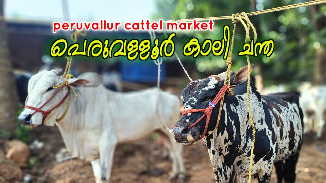 പെരുവള്ളൂർ ചന്തയിൽ ഈ ആഴ്ചയിലെ അവസ്ഥ ഇതാണ്🌟🌟Peruvallur Chantha