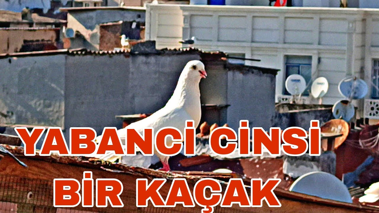 SANDİKTAN ÇİKAN YABANCİ KAÇAK GÜVERCİN
