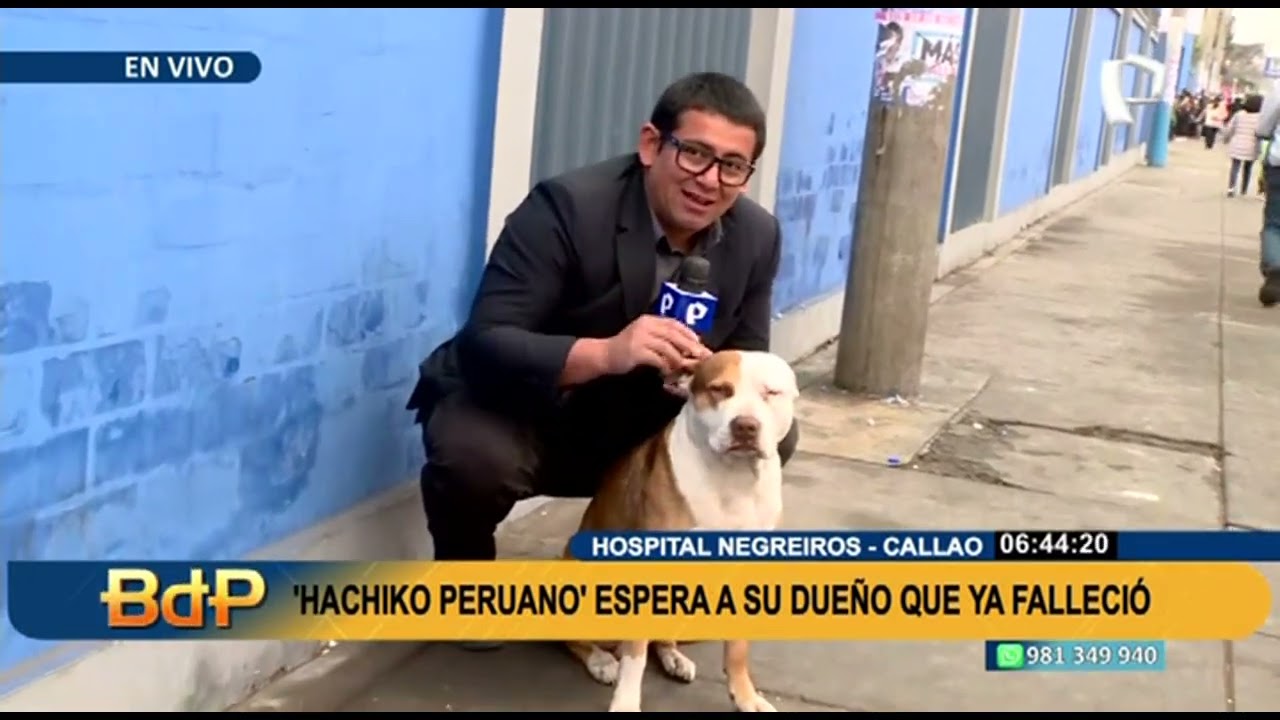 Lalo, el Hachiko peruano que espera a su dueño fallecido, se resiste a abandonar hospital Negreiros
