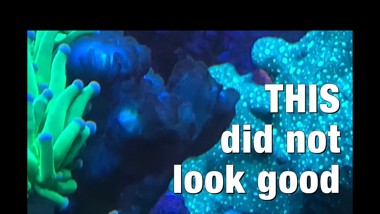 This Did Not Look Good…one of my torch corals suddenly started to die...