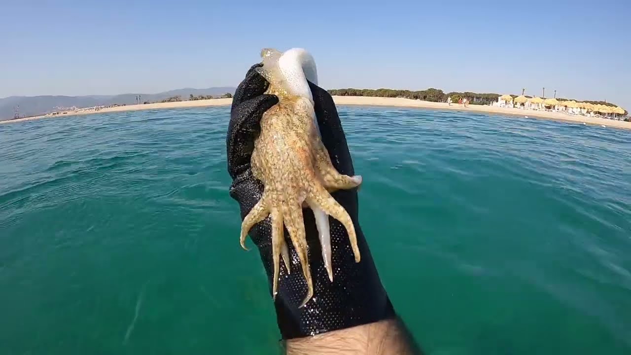 Pesca Sub Calabria: sogliola, seppie e polpo.
