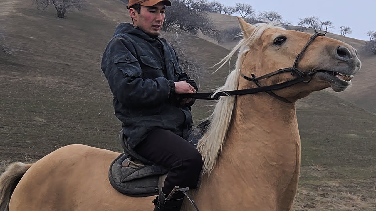 Алтын акенин Аты сатылат +996-770-612-712 вотсап:+996-225-707-076 30 января 2026 г.