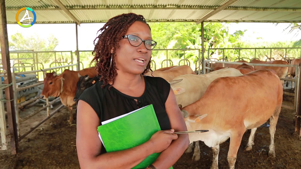 IGUAVIE - Filière bovine - CAPVIANDE SELECTION CREOLE