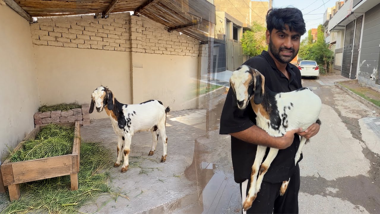 Sabtain Ny Bakri Le Li Apni😍