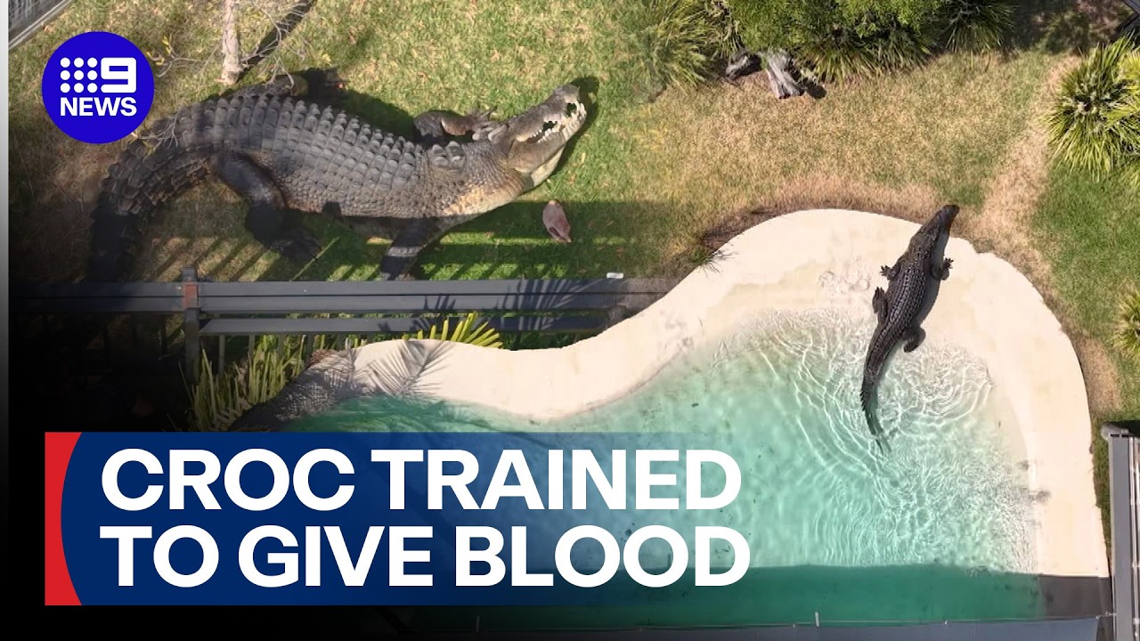 Crocodile trained to give blood in world-first | 9 News Australia