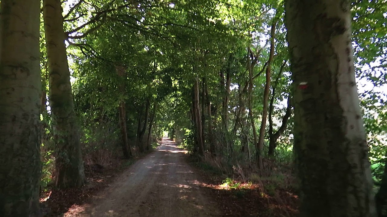 Met de fiets door een bos weggetje fietsen