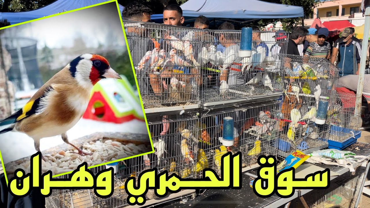 أسعار حسون الغرب و طيور الزينة من مدينة الحمري وهران ا وهران في الڤلب ♥️♥️