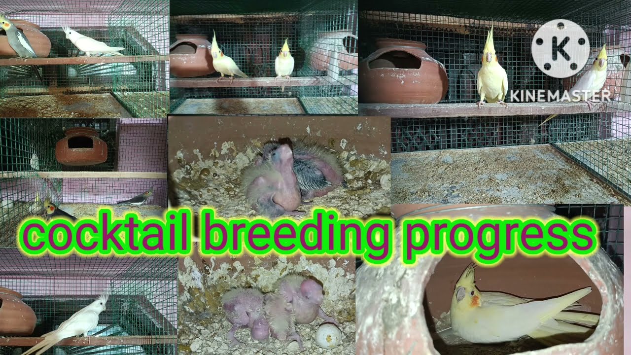 cocktail breeding progess November 2022
