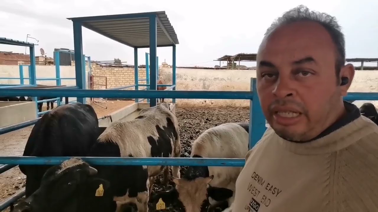 روتين يومي لتغذية العجول و كيفية متابعة العجل السايب