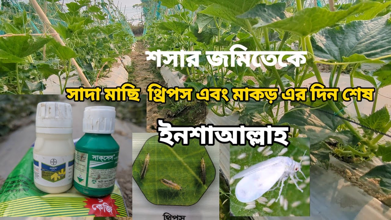 শসার জমি থেকে। সাদা মাছের থ্রিপস  ও মাকড় এর দিন শেষ ইনশাল্লাহ 
