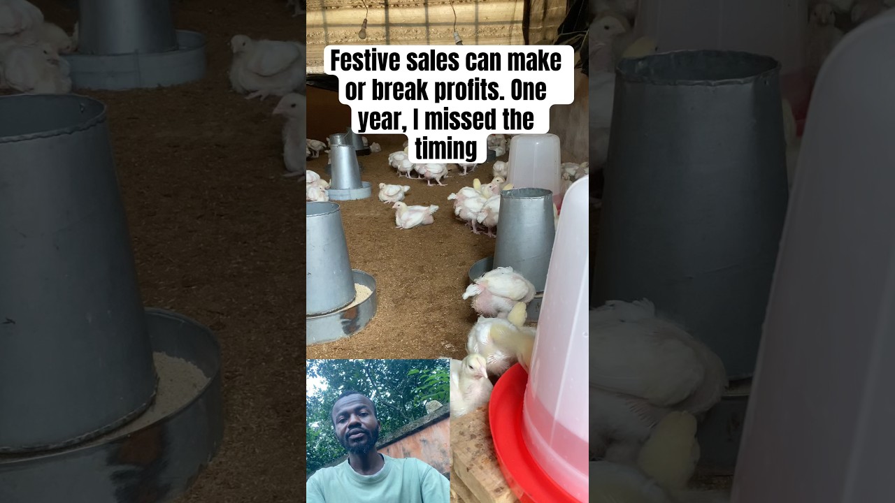 How to prepare broilers for festive markets #broilerchicken #poultrytips