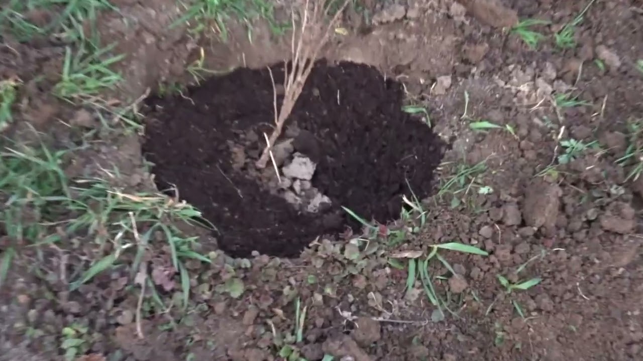 Ce trebuie să știi despre agrișul roșu: plantare și tăieri