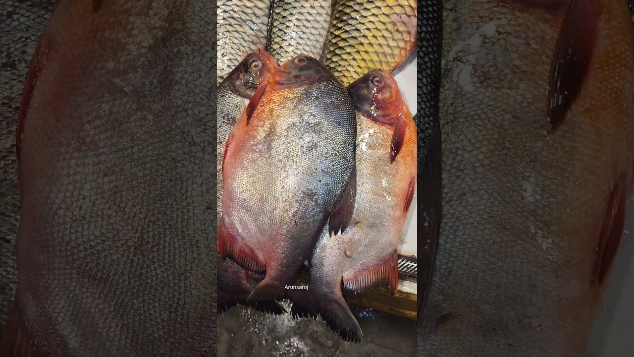 TILAPIA FISH MARKET/Arunsaroj 