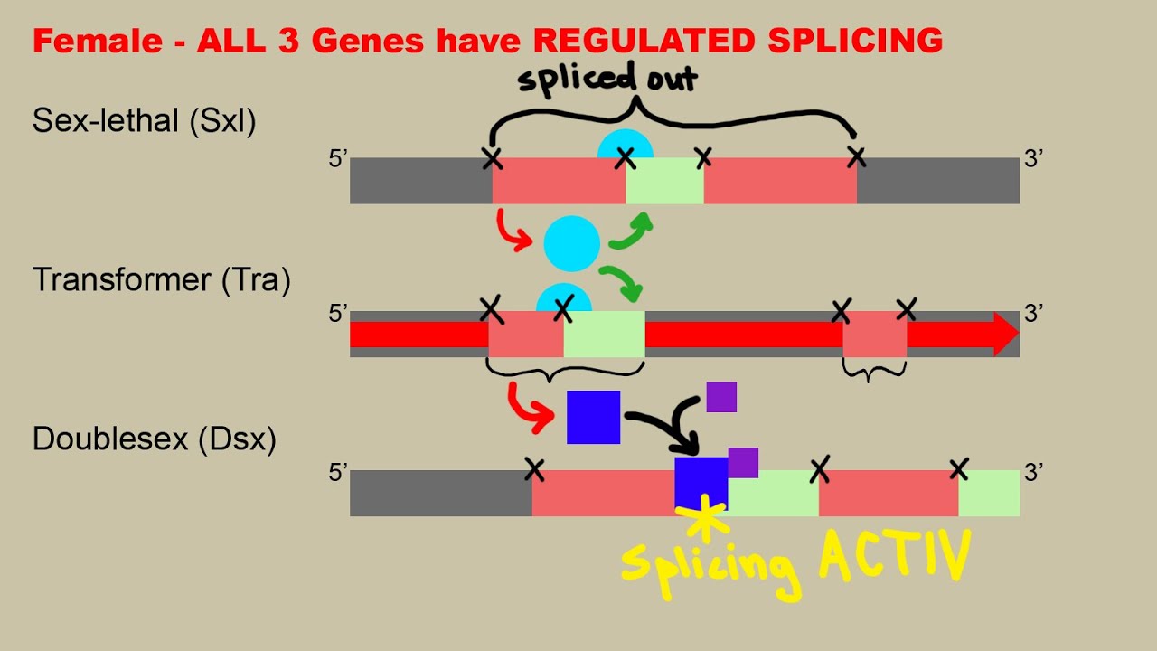 Drosophila Sex Determination - Including mRNA Splicing Explanation