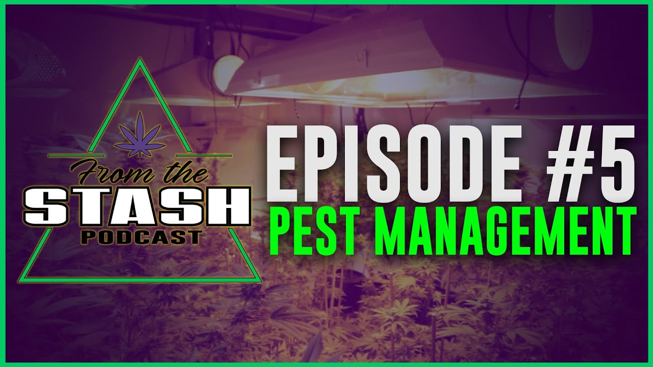 Integrated Pest Management in the Garden [IPM]- From the Stash Podcast Ep. 5