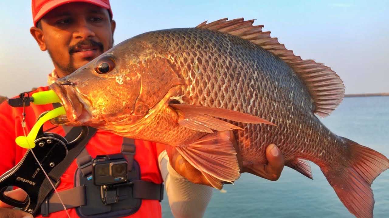 Mangrove Red Snapper fishing | Storm 360GT coastal Shad | Kerala Fishing | Tackle Tips